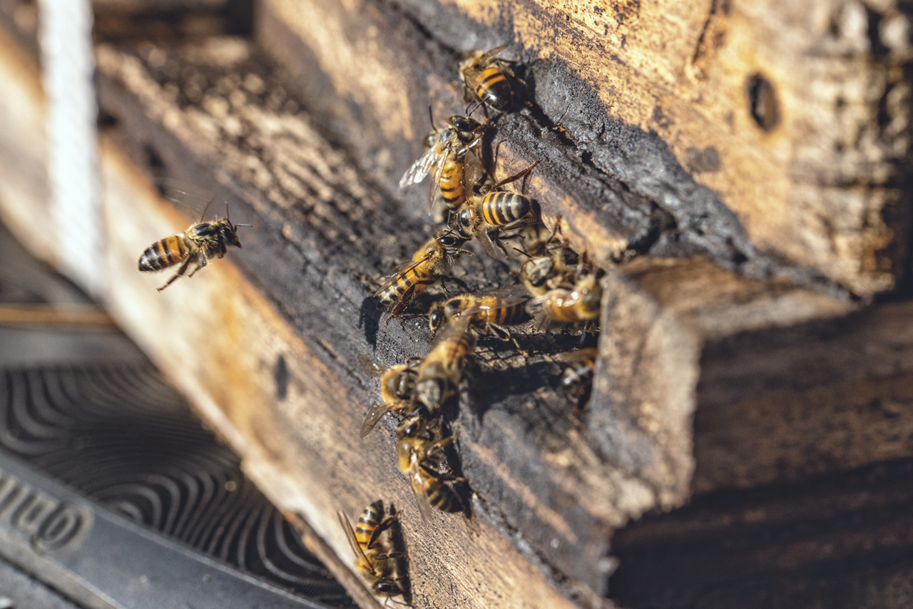 african beekeeping safaris