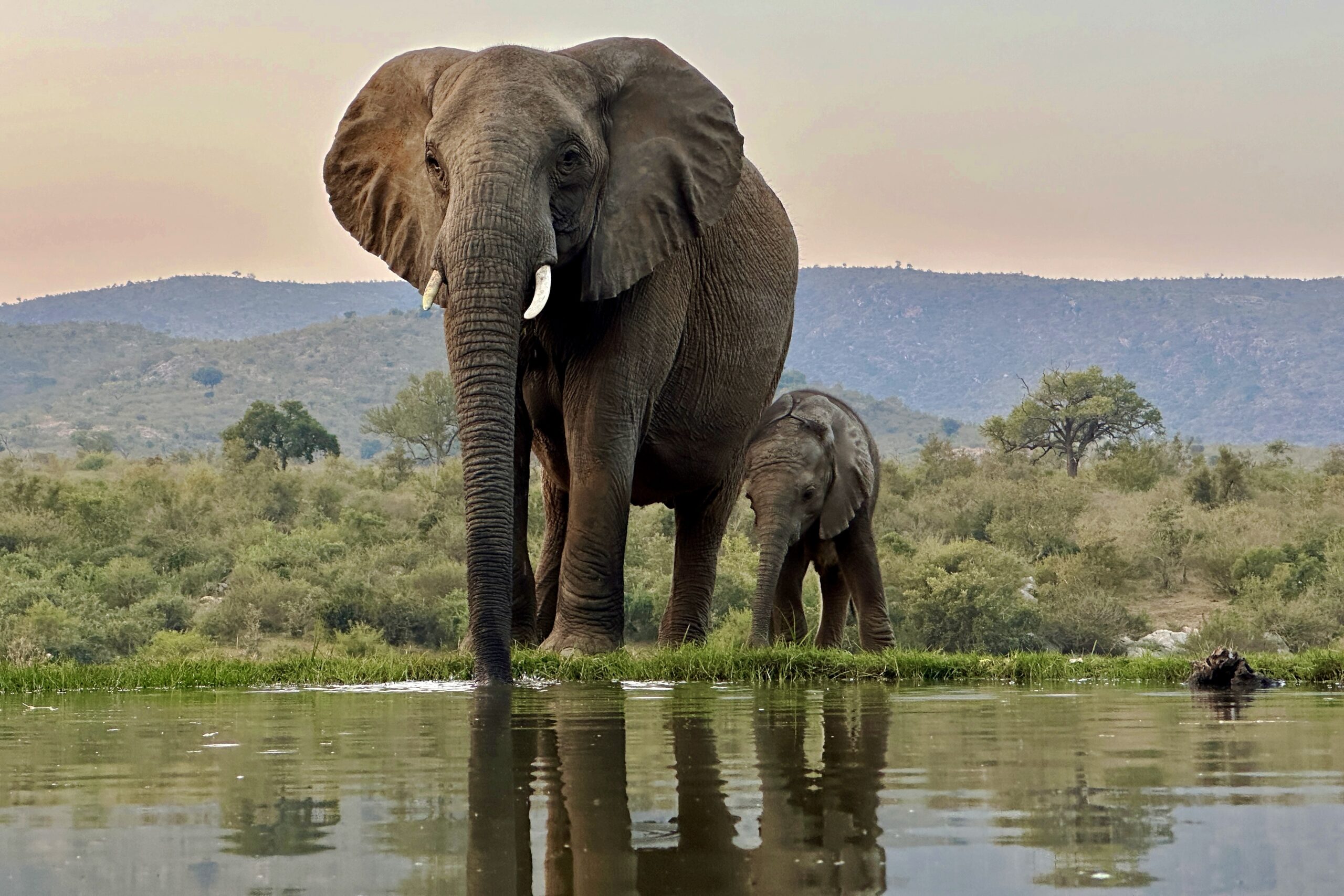 Explore Africa with African Beekeeping Safaris